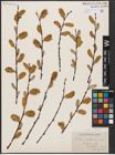 Foto von Salix aurita L. x Salix discolor Muhl.